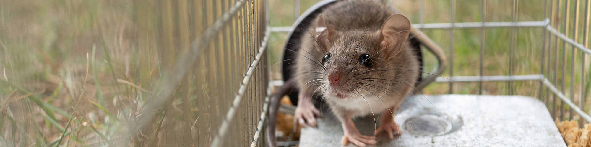 ネズミ駆除 川崎市高津区 ネズミ駆除のサガミ消毒化学 事前調査実施しネズミの侵入経路を徹底調査